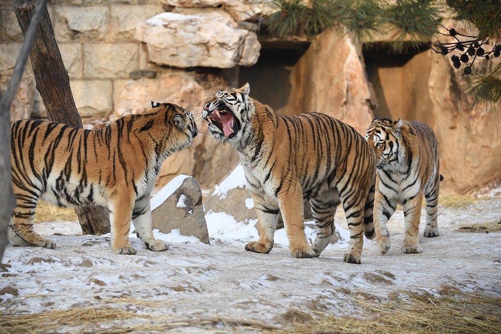 Polarland and the Siberian Tiger Garden